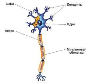 Схема искусственного нейрона