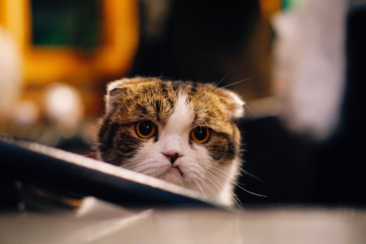 Photo by FuYong Hua on Unsplash
