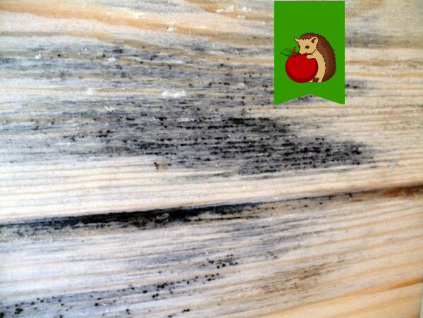 Фото: http://plesene.net/plesene_na_drevesine.jpg