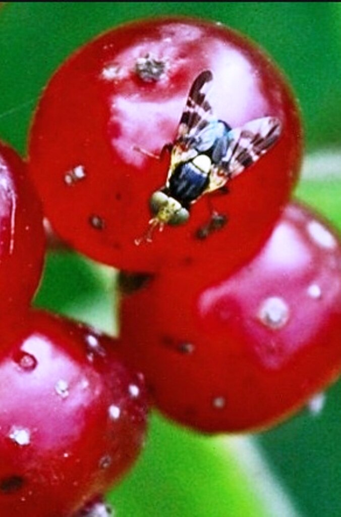 черешня муха. вредители черешни вишневая муха. черешня муха. вишневая муха на черешне методы борьбы. черешня муха.