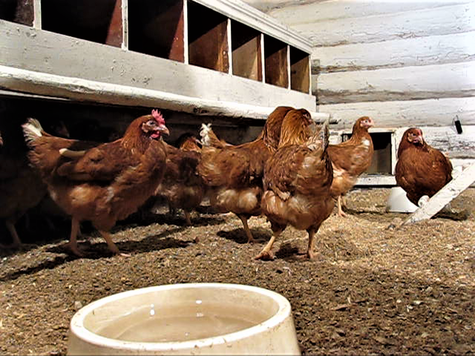 допустимая подстилка в курятнике с курами несушками зимой. фото В. Н. Воронова 
