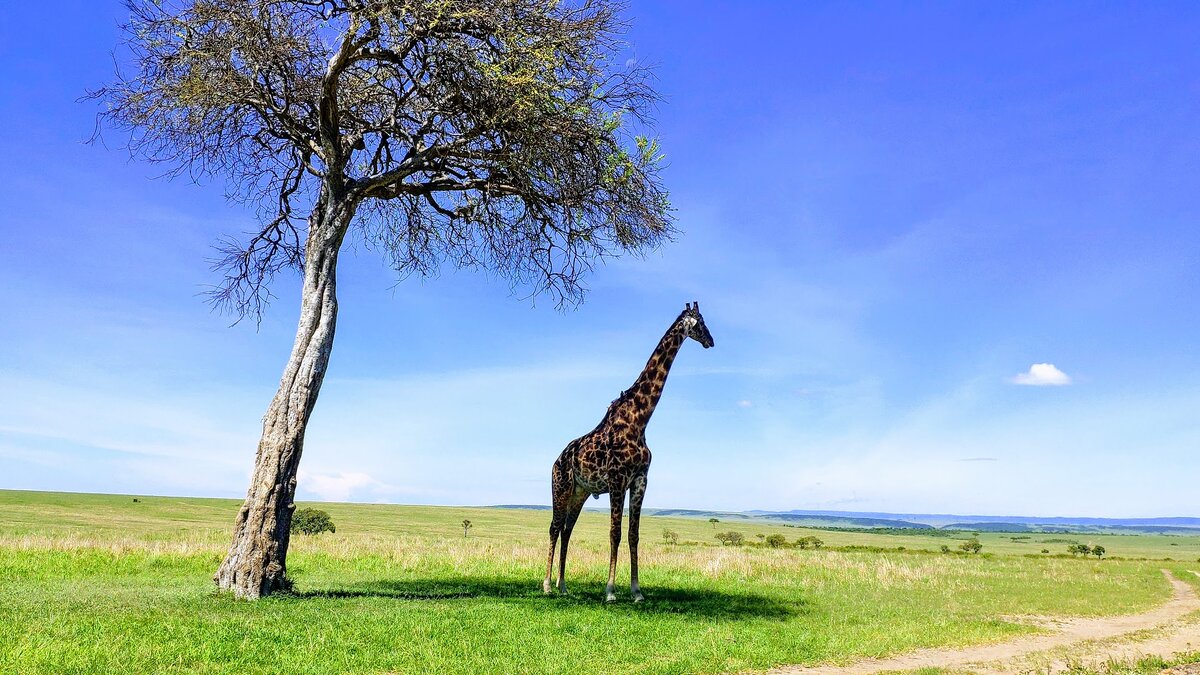 Масаи Мара, один из лучших парков Кении