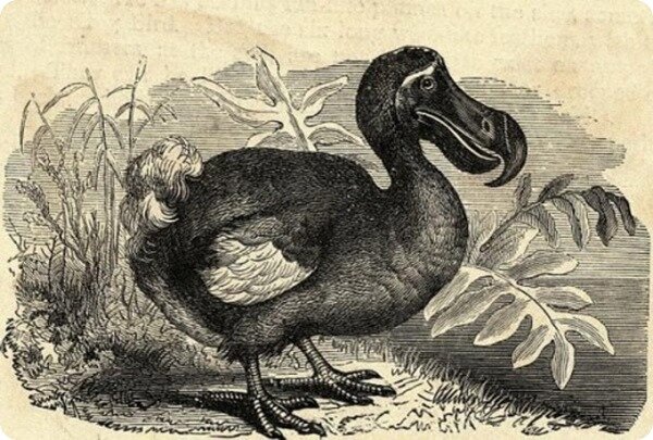 Источник: zoopicture.ru