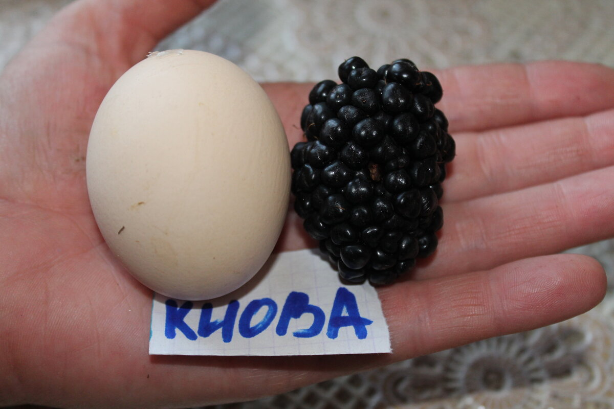 Уникальный сорт ежевики американской селекции удивляет садоводов. Отдельные ягоды достигают веса в 34 грамма. Средняя ягода-27-30г. Она является сортом с самой крупной ягодой. Причем можно было бы предполагать, что при таком размере вкус может пострадать. Но нет!  Она обладаем сбалансированным вкусом, что особенно ценится в этой культуре. Среднего срока созревания: начинает плодоносить в июле и отдает урожай продолжительное время: автором он заявлен в 6 недель. На практике же срок сбора значительно дольше- веточки с последними ягодами везем на выставку в Белгород в начале октября. Посетители многие не верят, что такой размер вообще возможен и утверждают, что это муляж. Убедившись приобретают удивительное чудо. Единственный минус- околючена, но должен же быть у шедевра хоть один недостаток!.За свою уникальность сорт занесен в Книгу Гиннеса.