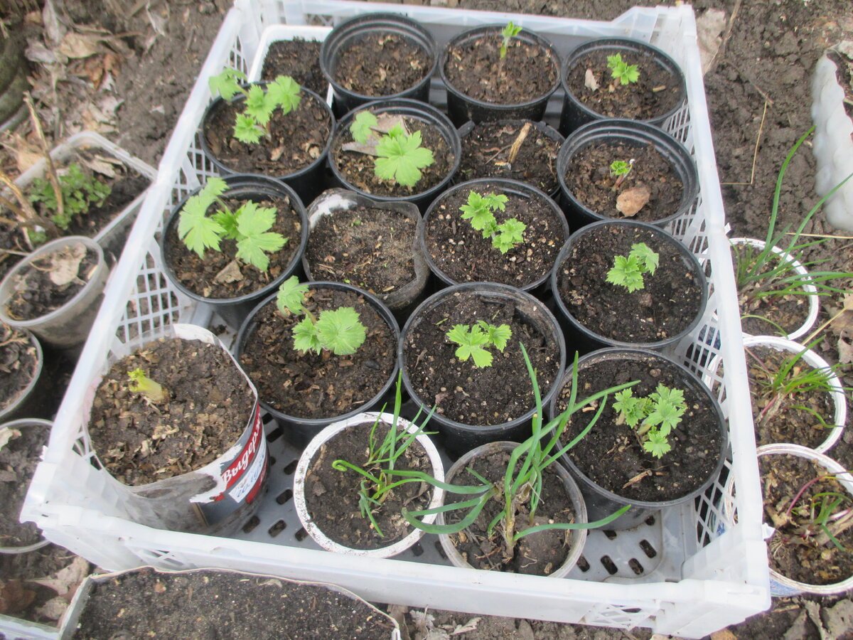 Озимые многолетники, к продаже подготовлены осенью, так и зимовали