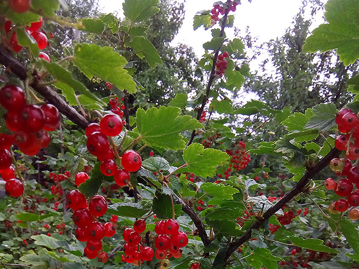 Красная смородина в саду