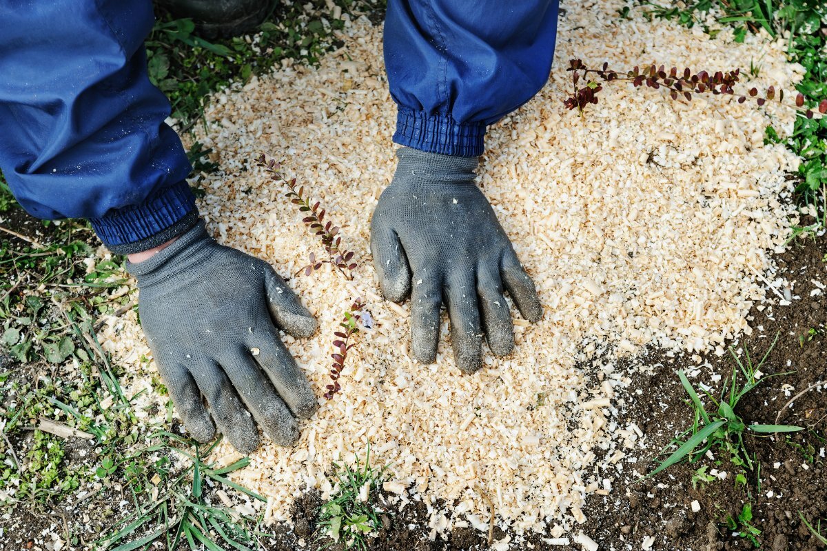 прополка газона. ураган форте 1 л. вымораживание сорняков. уничтожения травы. борьба с сорняками.