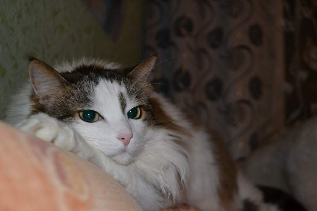 Меня сторожит