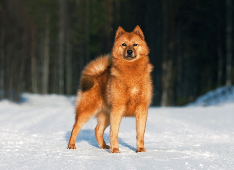 Палец вверх за шерстку! 😉 😊