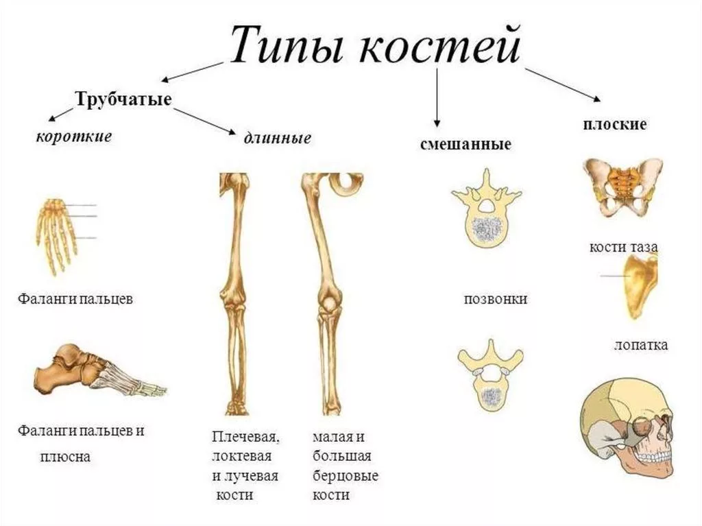 Какое строение имеют кости. Кости трубчатые губчатые плоские смешанные. Трубчатые и губчатые кости таблица. Трубчатые кости скелета человека. Классификация костей трубчатые губчатые.