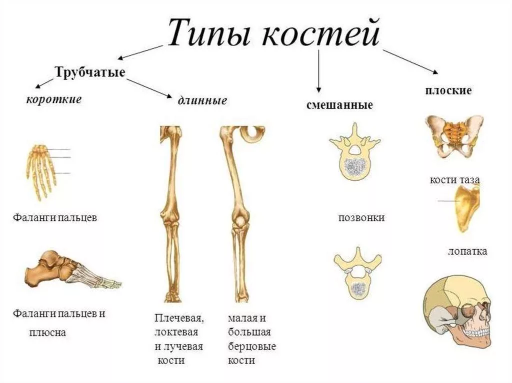 Трубчатые и губчатые кости. Кости трубчатые губчатые плоские смешанные. Трубчатые и губчатые кости таблица. Трубчатые кости скелета человека. Классификация костей трубчатые губчатые.