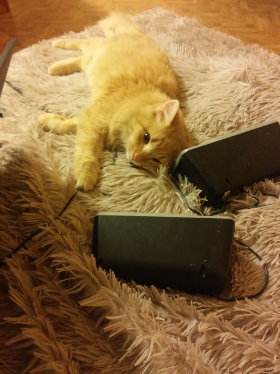 Слушает музыку и предпочитает рок. 