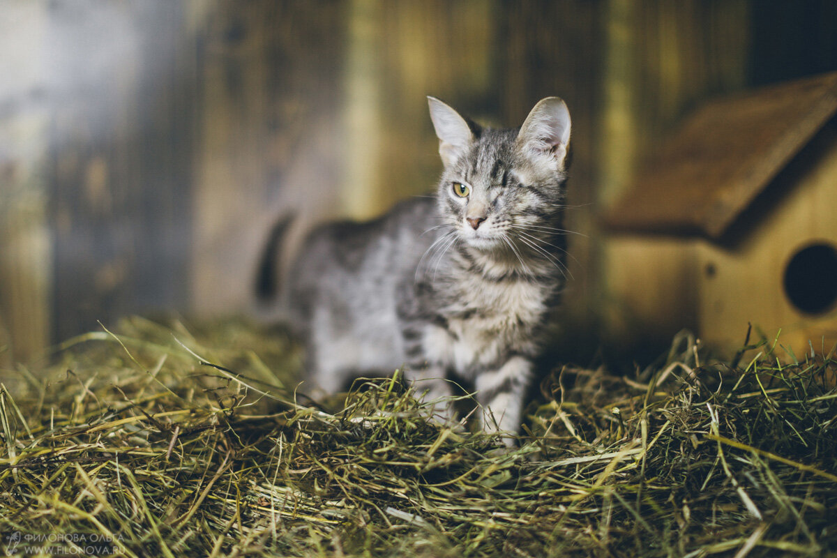 Сеня один из самых нежных и душевных обитателей приюта. Нетрудно заметить у него яркую «особенность» - отсутствие одного глазика. Иногда сложно понять почему же именно таких животных судьба распорядилась так «наградить». Особенно обидно за Сеню, ведь это чудо, а не котенок! Он как росточек, так сильно тянется вверх к людям, даже привстает на задние лапки, словно хочет быть ближе, хочет, чтобы его заметили. Очень скромный, совершенно не проказник, неконфликтный. ООООЧЕНЬ СУПЕР МЕГА ЛАСКОВЫЙ зверенок! 