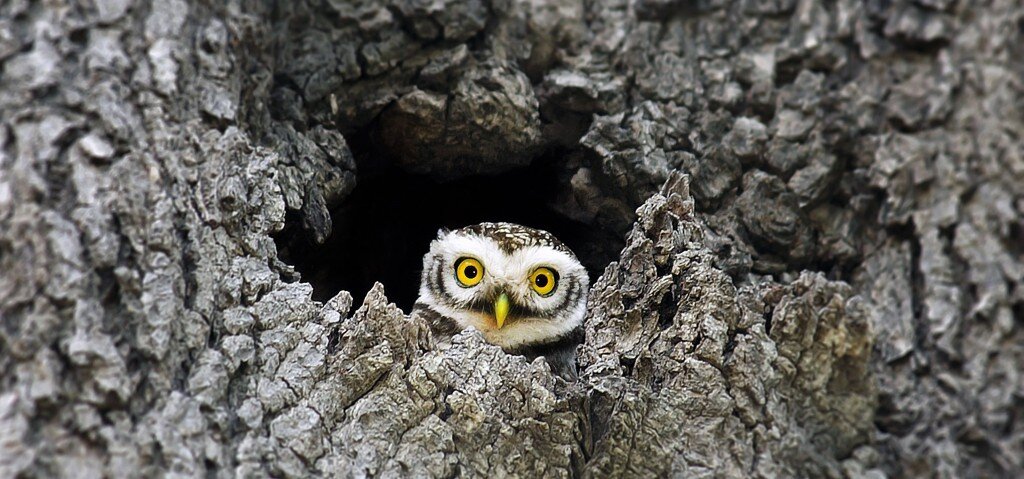 Фото: Hasan Raza/Flickr