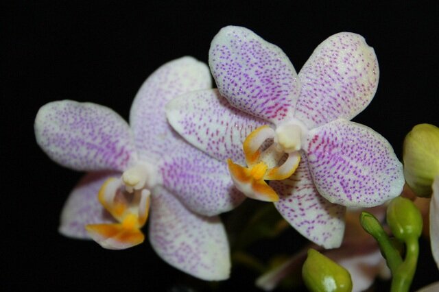 9 причин, почему у орхидеи Фаленопсис желтеют листья и что делать