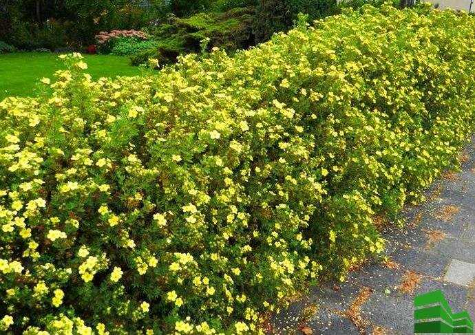 Живая изгородь из лапчатки