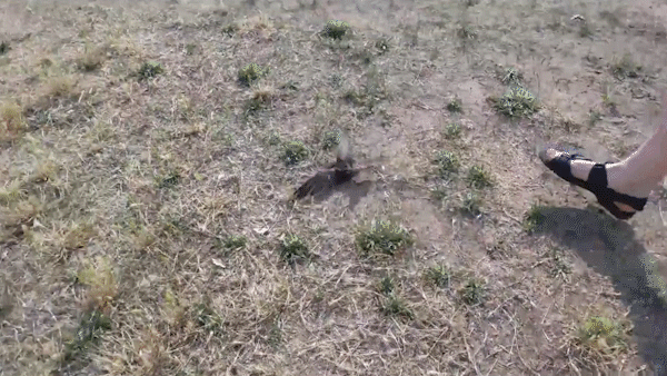 Стриж боится вас больше чем вы его.