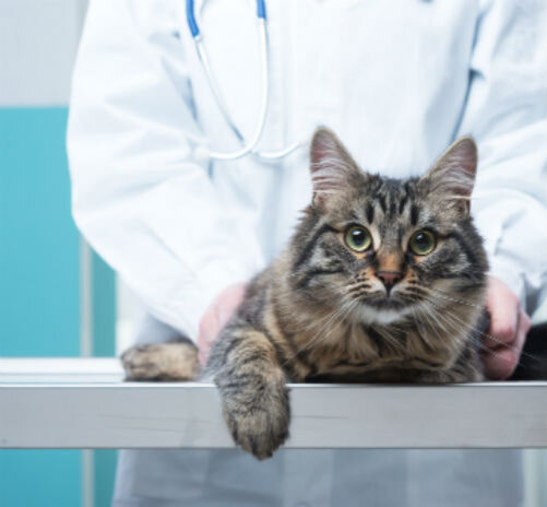 Абсцесс у кошек и котов – причины, симптомы, лечение, последствия