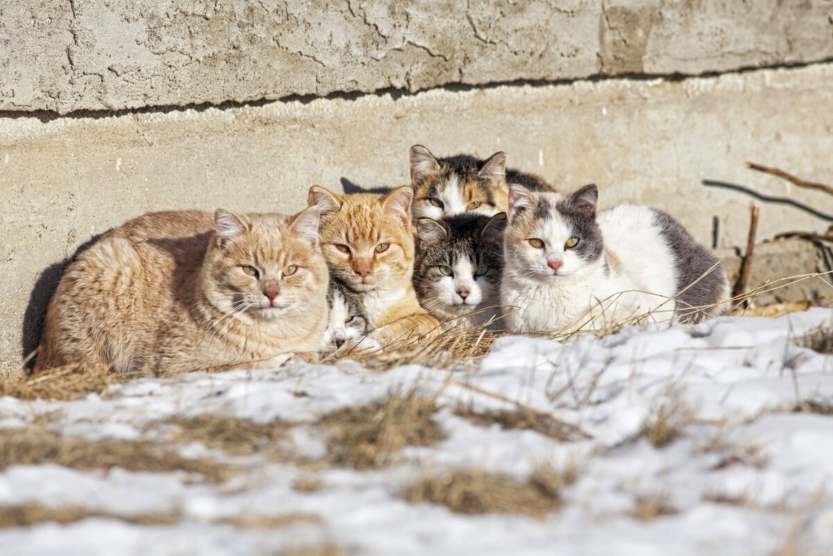 Эти лысеющие, прижимающиеся лысыми боками друг к другу кошки - кошмарное воспоминание моего детства. Тогда бабули прикормили к нашему дому несколько десятков кошек, и они заразились все. Кошки однажды так все, поголовно ,и пропали - я так понимаю, их вывезла служба отлова. Много лет я считала, что у этих кошек был лишай. Но по симптомам больше похоже, что они подхватили власоедов. 