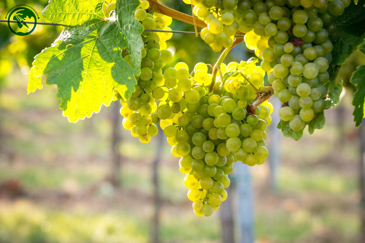 Знаменитые виноградники Румынии. Источник фото: shutterstock.com