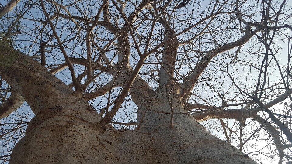 https://cdn.pixabay.com/photo/2018/06/01/19/59/nature-3447042_960_720.jpg