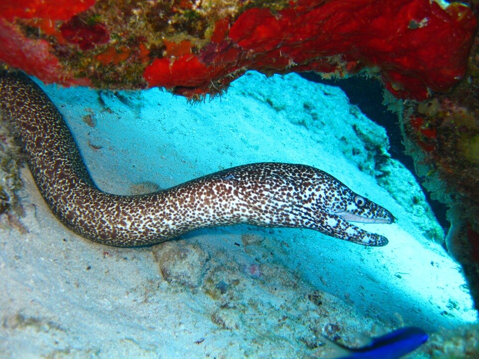 https://cdn.pixabay.com/photo/2016/09/29/12/03/eel-1702682_960_720.jpg