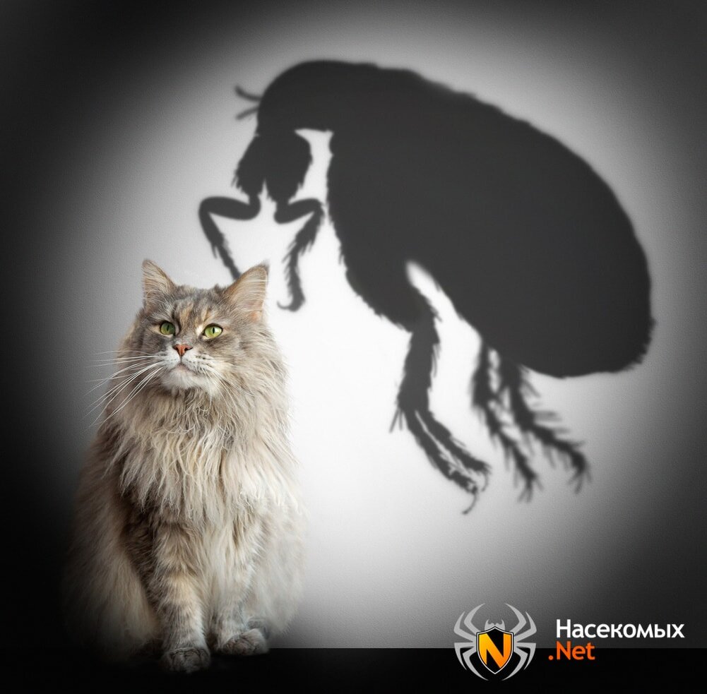 Кошачья блоха