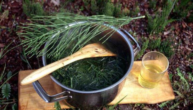 Напар из полевого хвоща