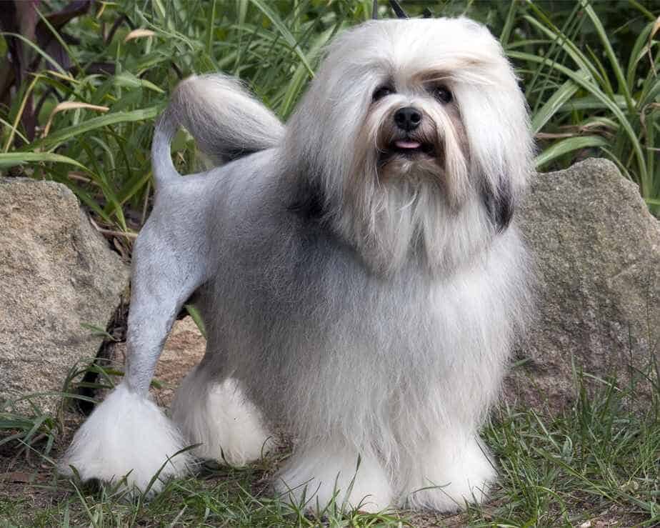 Собака Лион-бишон до 30.000$.