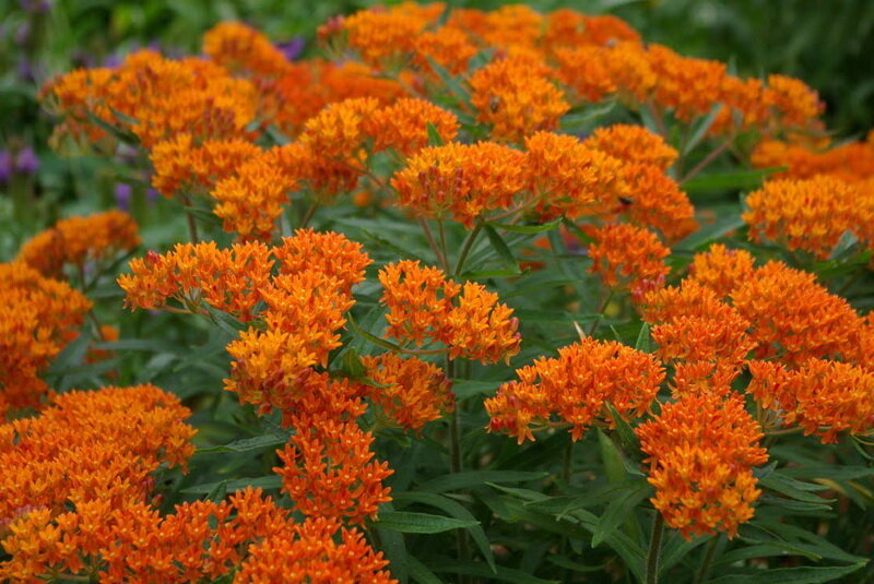 Ваточник туберозовый