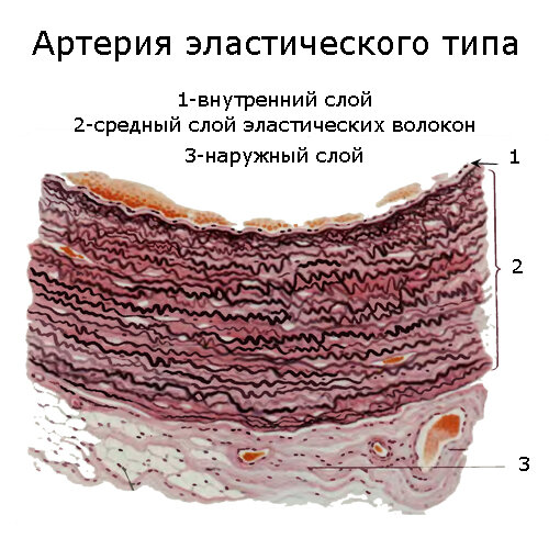 Артерия мышечного типа гистология рисунок с подписями