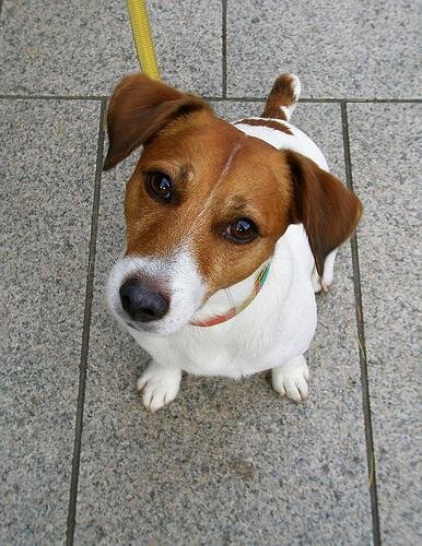 Гладкошерстный джек-рассел-терьер