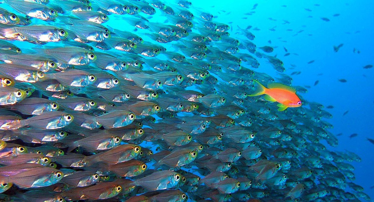 Найди рыбу своей мечты