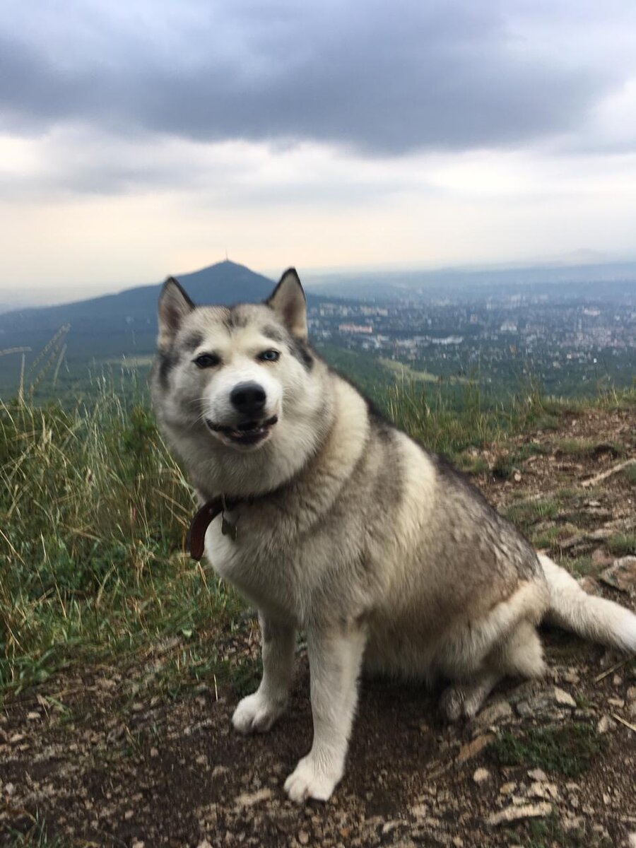 И снова покорили гору Бештау, а на заднем плане наш Машук. Маюша обожает гулять по горам)))