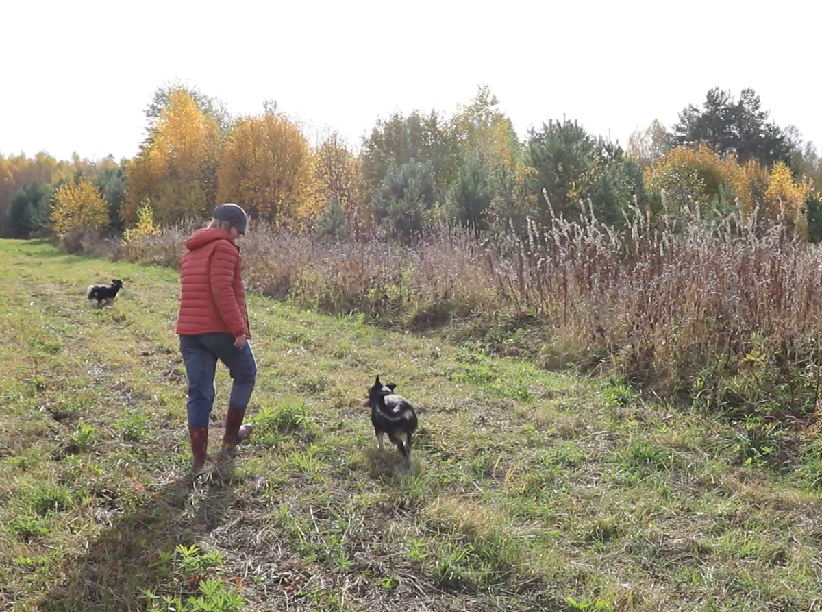 Леса у нас очень красивые!