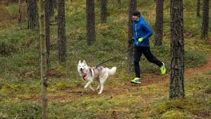 Можно начинать с бега или же начать с умственной тренировки собак