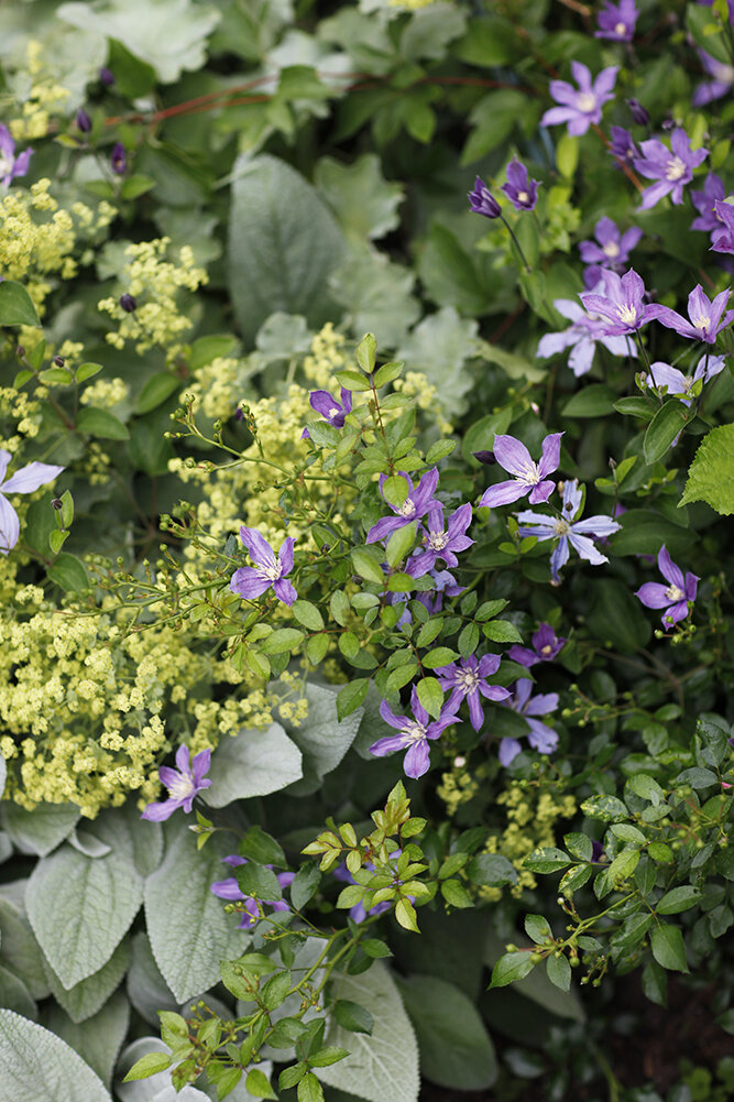 Клематис цельнолистный Arabella | Хюгге на шести сотках | Дзен