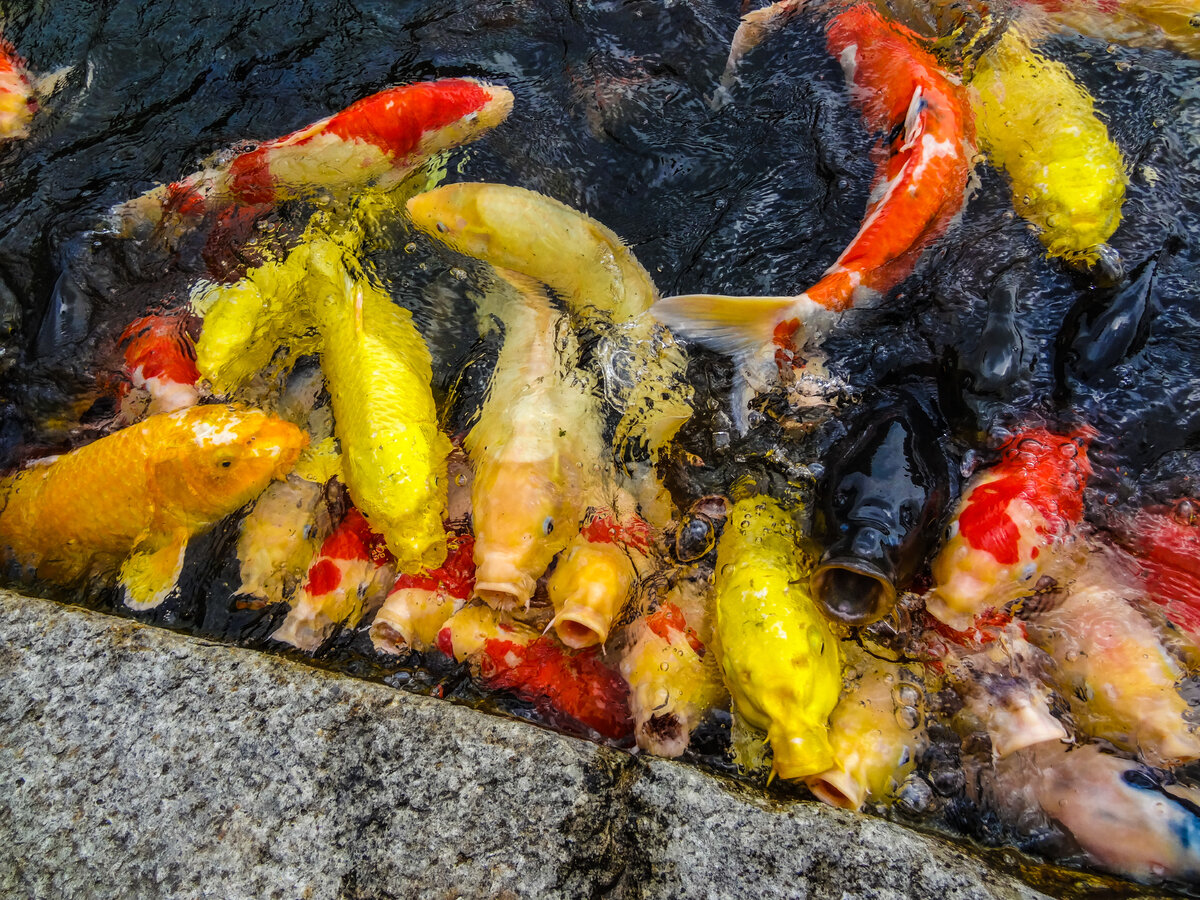 Карпы в пруду. Фото автора.