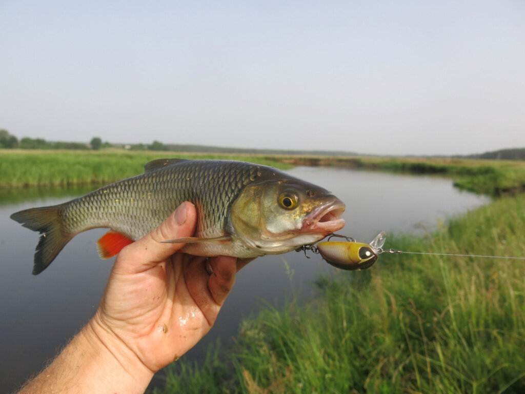 Рост голавля по годам. Salmo tiny. Места для ловли рыбы Геншин. В какую погоду клюет голавль.