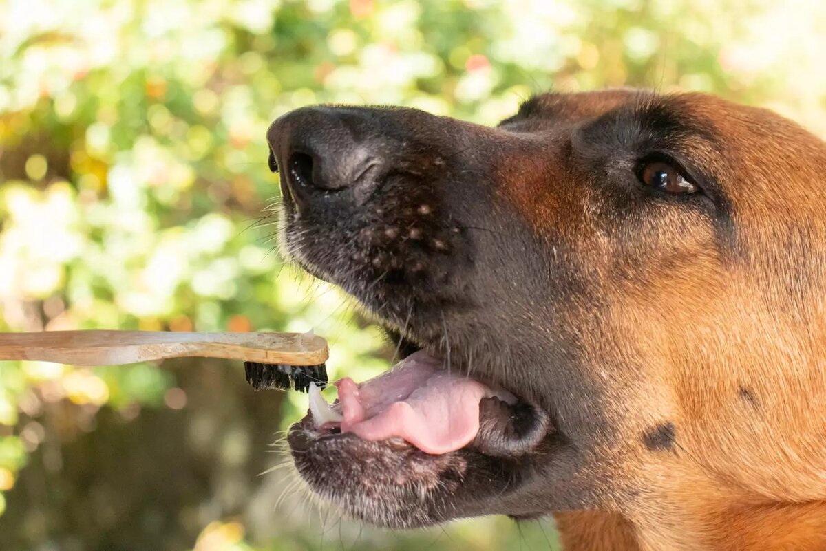 Кокосовая собака. Собака Кокос. Coconut Dog Full. Можно ли собакам Кокос.