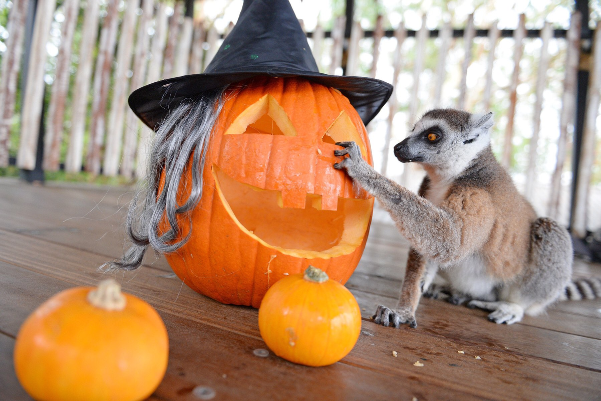 фото: twitter.com/AustraliaZoo