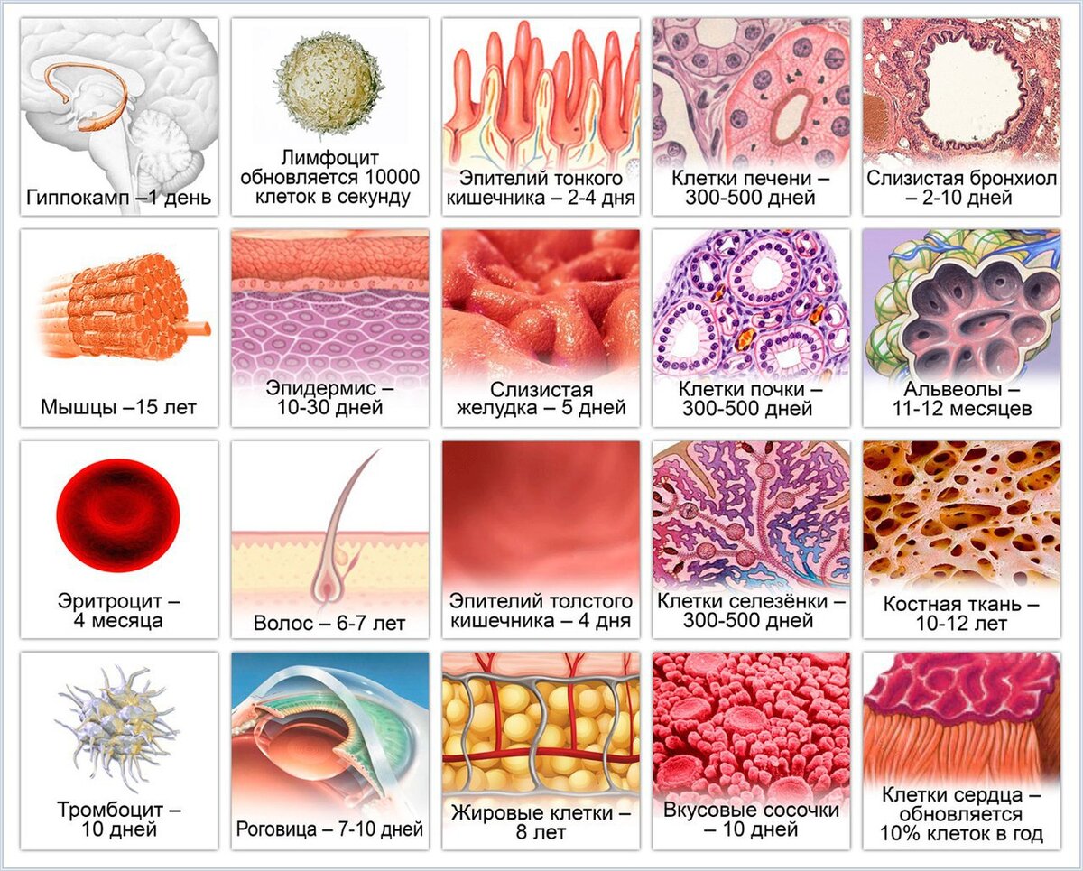 Типы клеток в организме. Типы клеток человека. Виды клеток в организме человека. Сколько клеток в человеческом теле. Скорость регенерации тканей человека.
