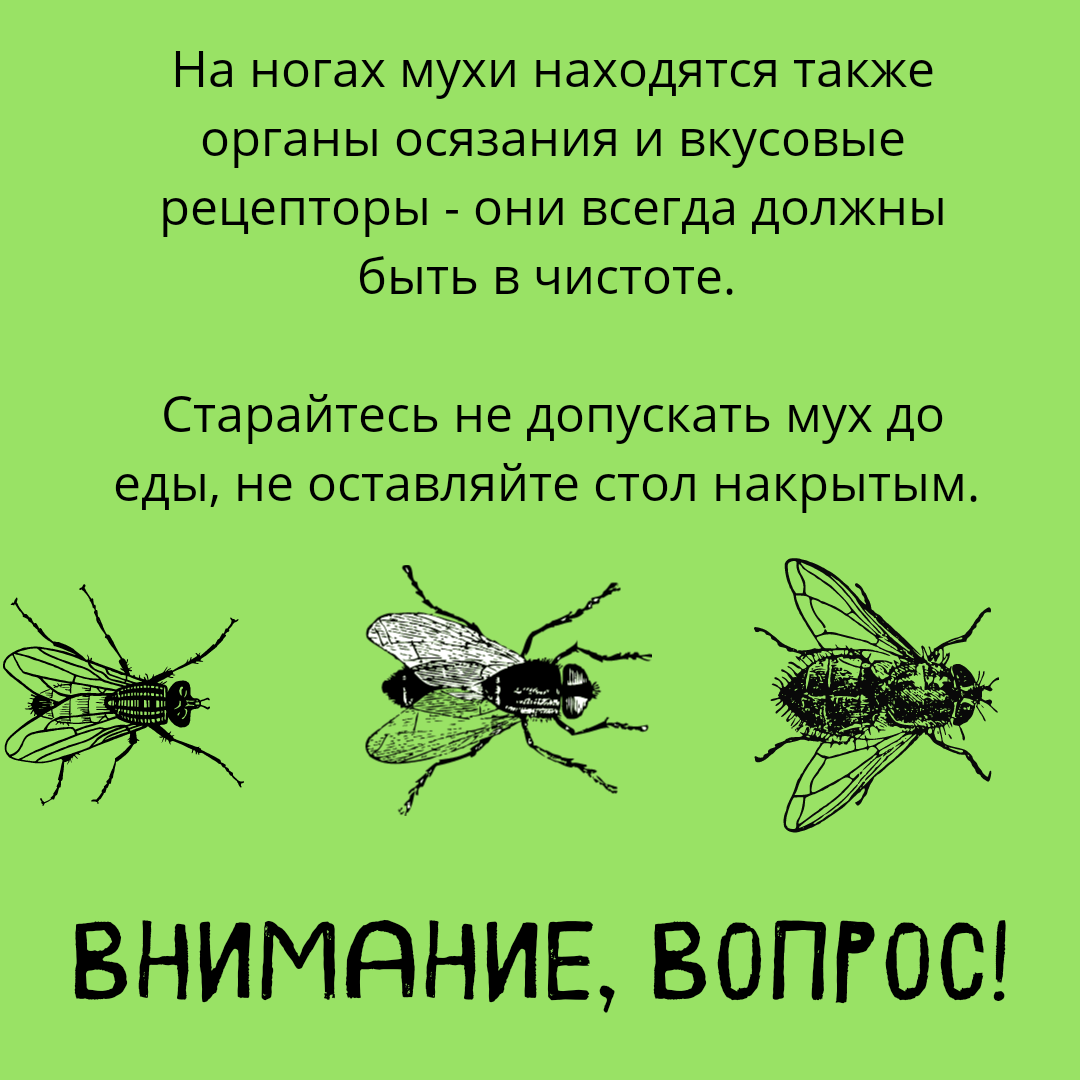 Почему мух убивают