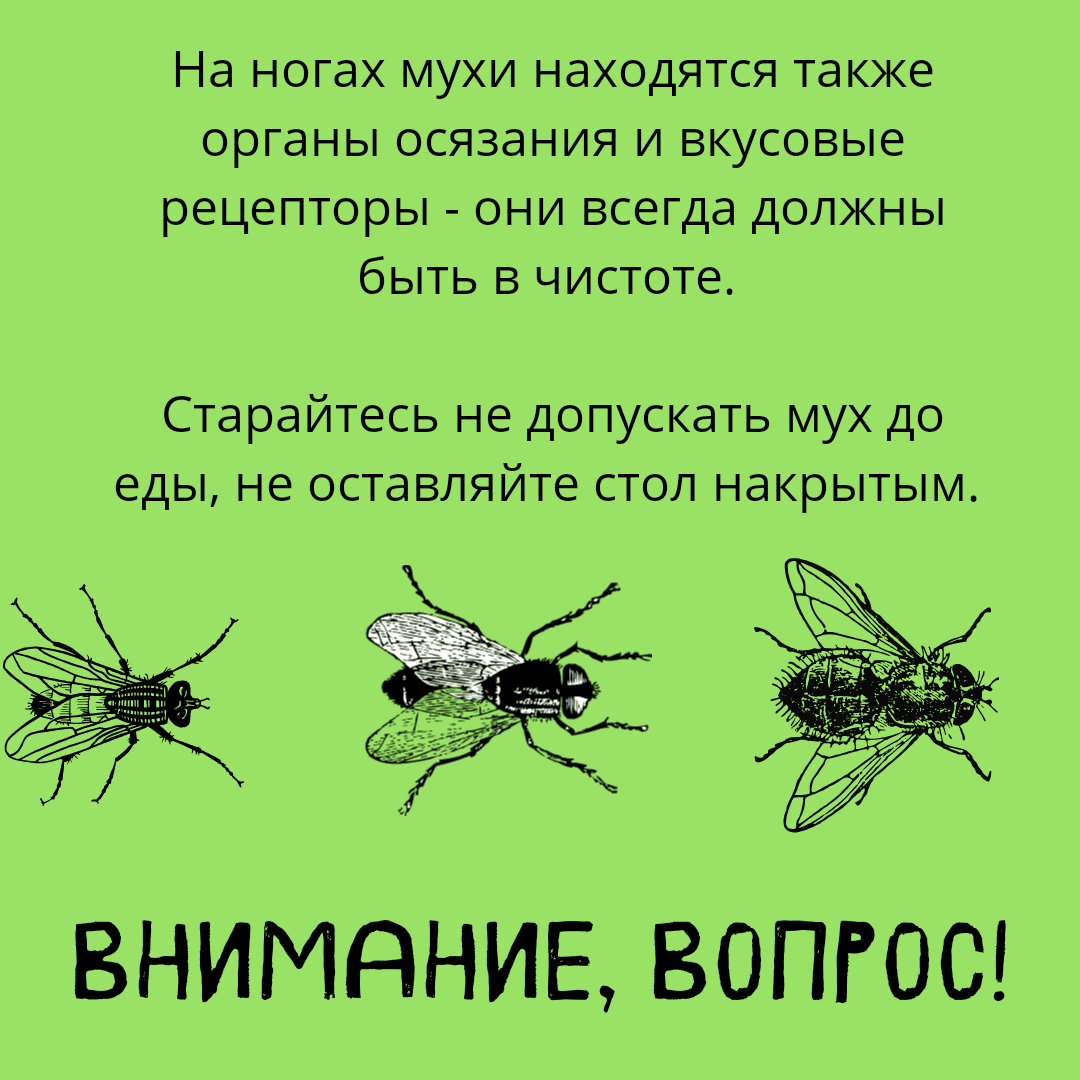 Зачем мухи садятся на людей