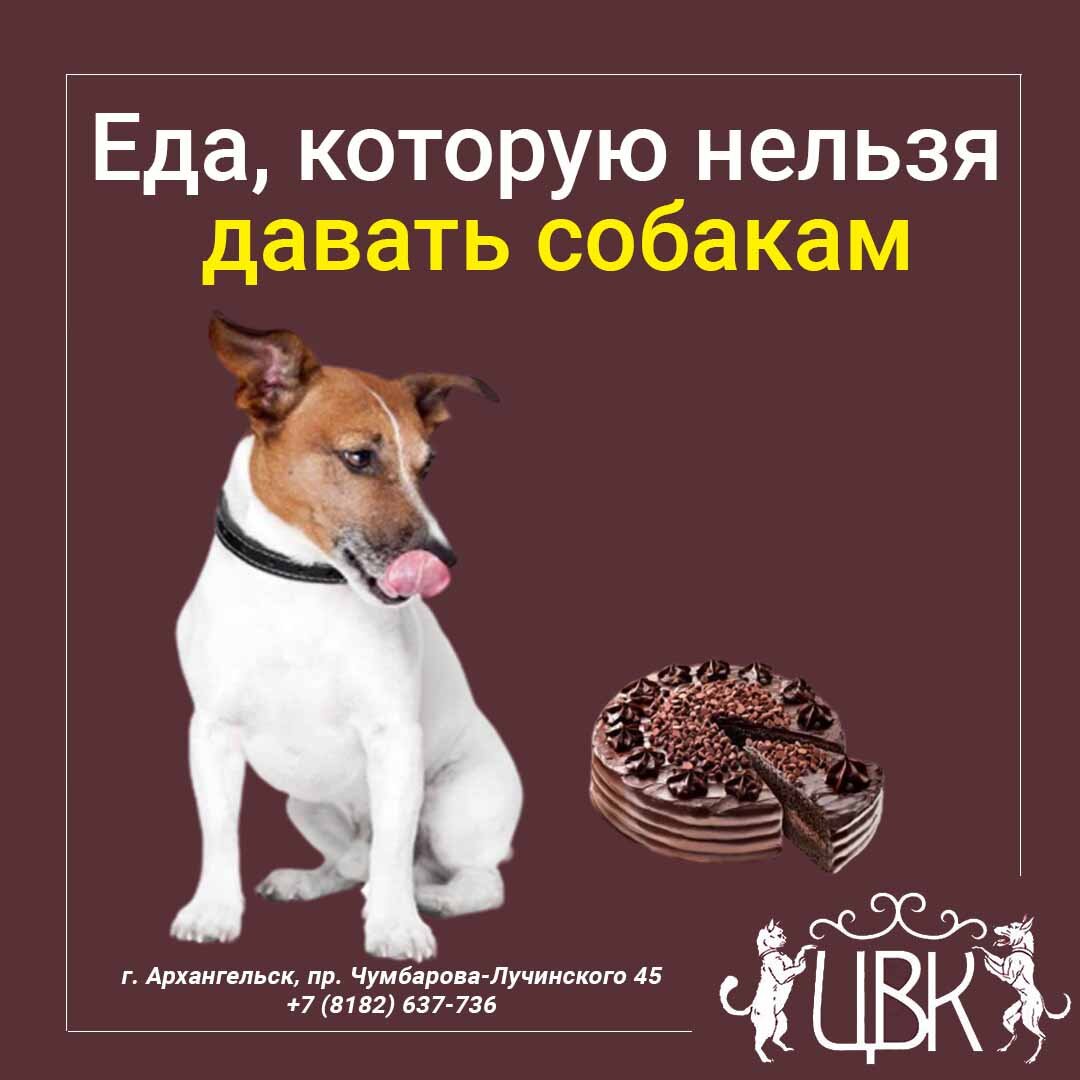 Еда с человеческого стола, которую нельзя давать собакам