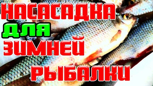 Приманка для карася своими руками