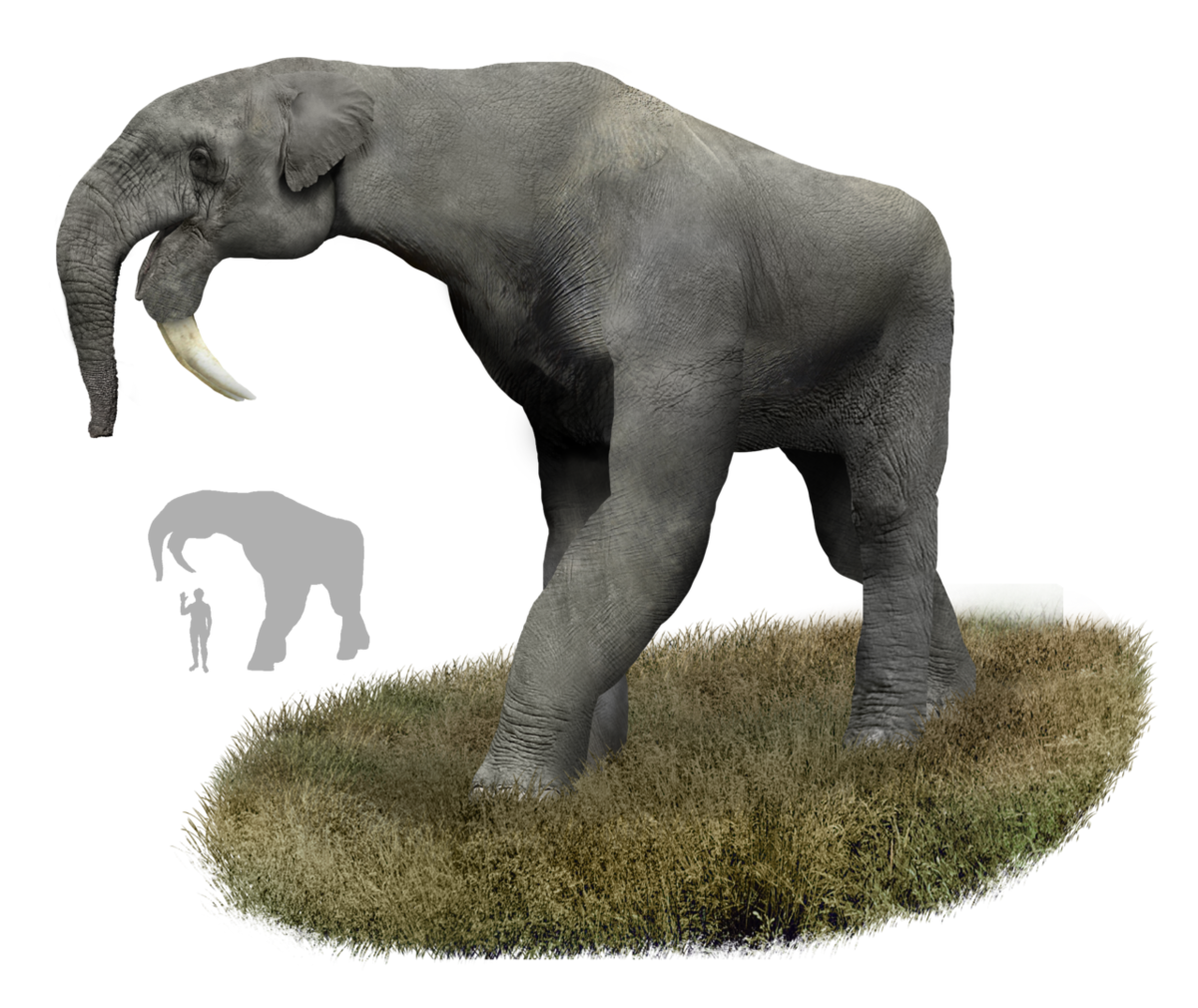 Какими были доисторические предки слонов: 5 самых необычных гигантов с бивнями