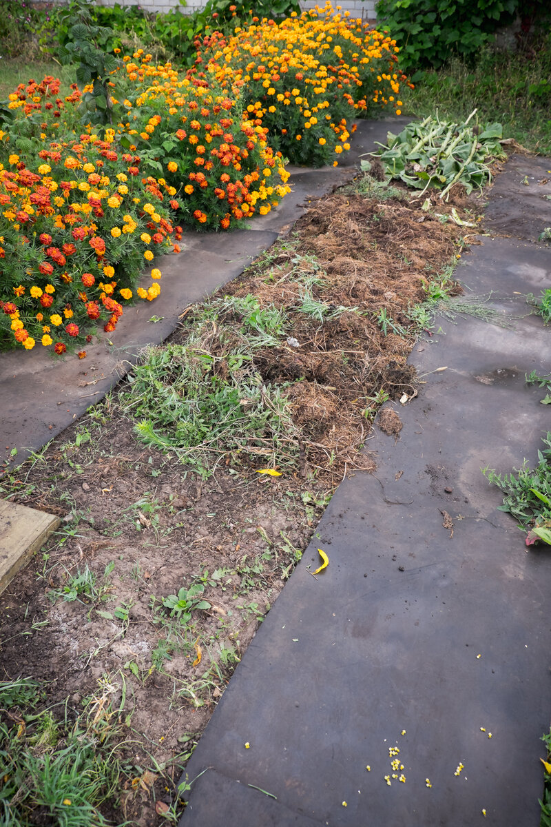 Весь пырей я относила на другую будущую грядку, место под которую я укрывала различной органикой. Пырей благополучно прорастал на ней и в компосте, везде, где бы я его не положила умирать.