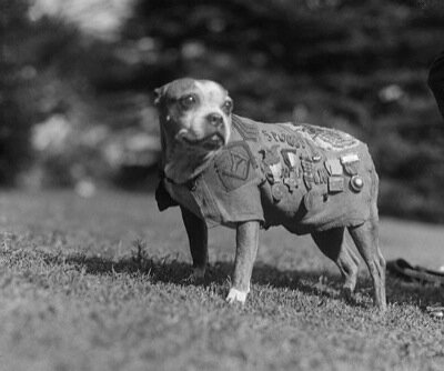  Это невероятная история о собаке, которая участвовала в Первой мировой войне и сделала настолько много подвигов, что стала первой и единственной собакой, которой присвоили за подвиги воинское звание