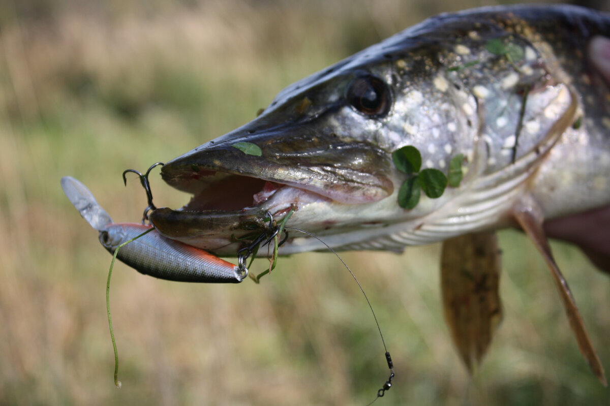 Этой щуке по вкусу пришелся воблер натурального цвета